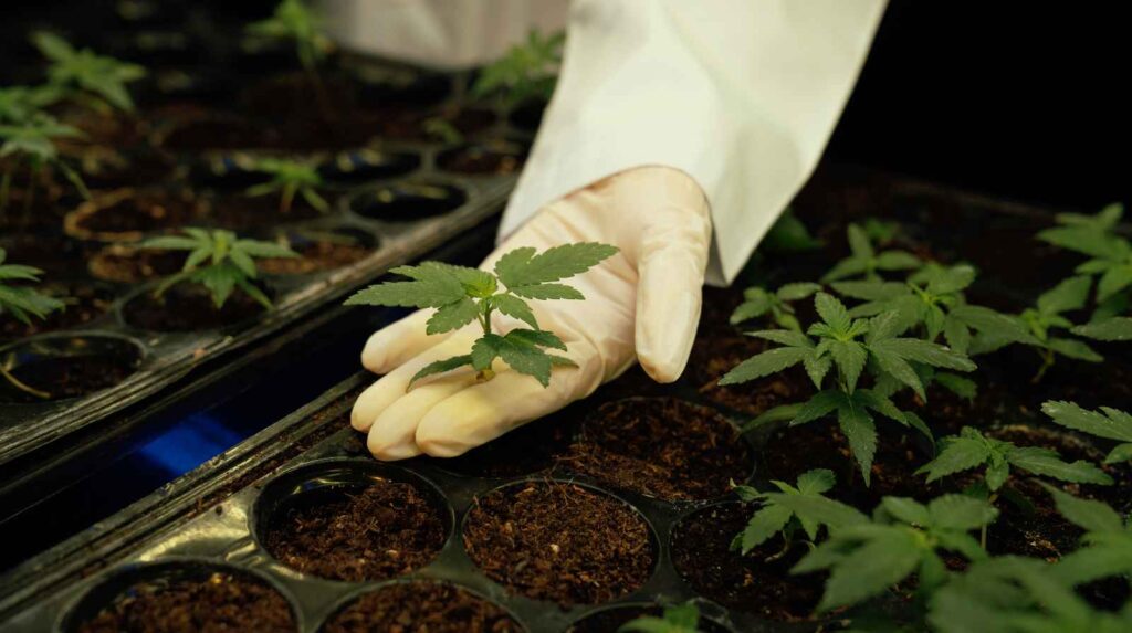 בית מרקחת לקנאביס רפואי