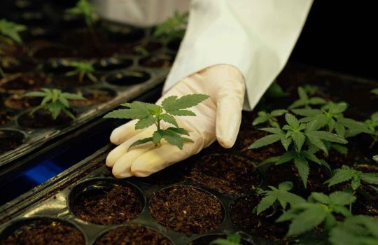 בית מרקחת לקנאביס רפואי2