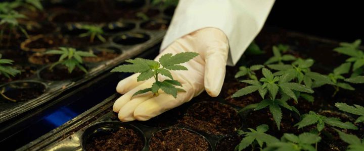 בית מרקחת לקנאביס רפואי2